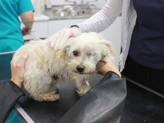 Peggy in a poor state in our vet suite 