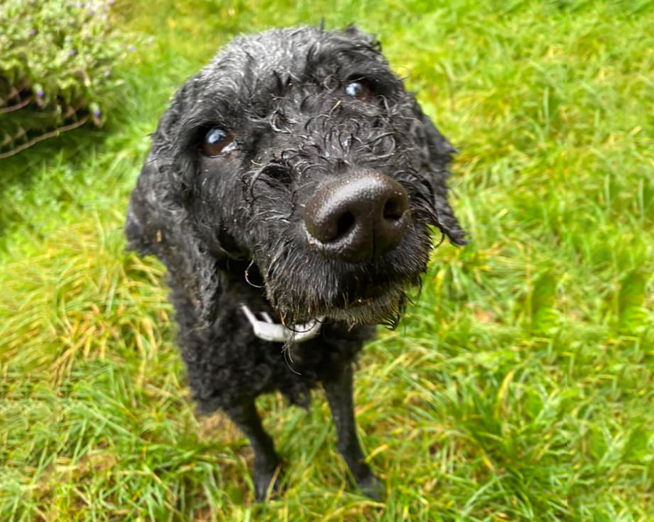Small black poodle dog in a paddock  
