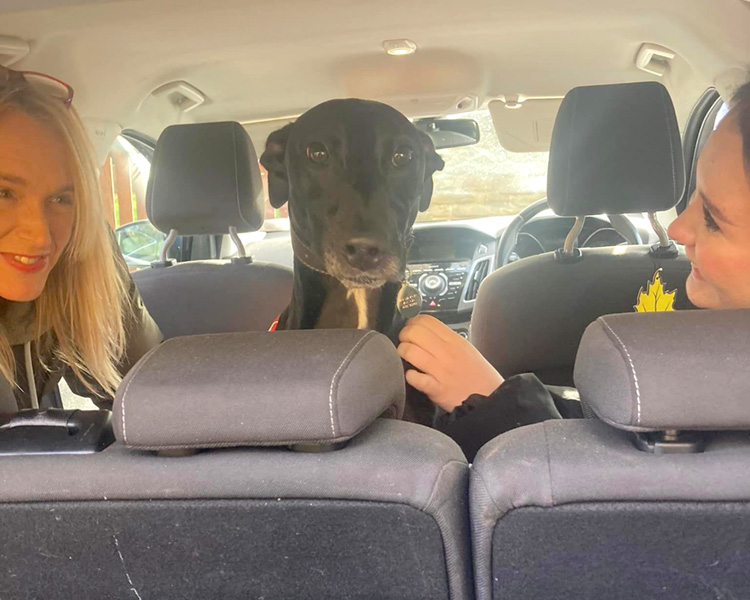 Robbie in the back of a car being adopted 