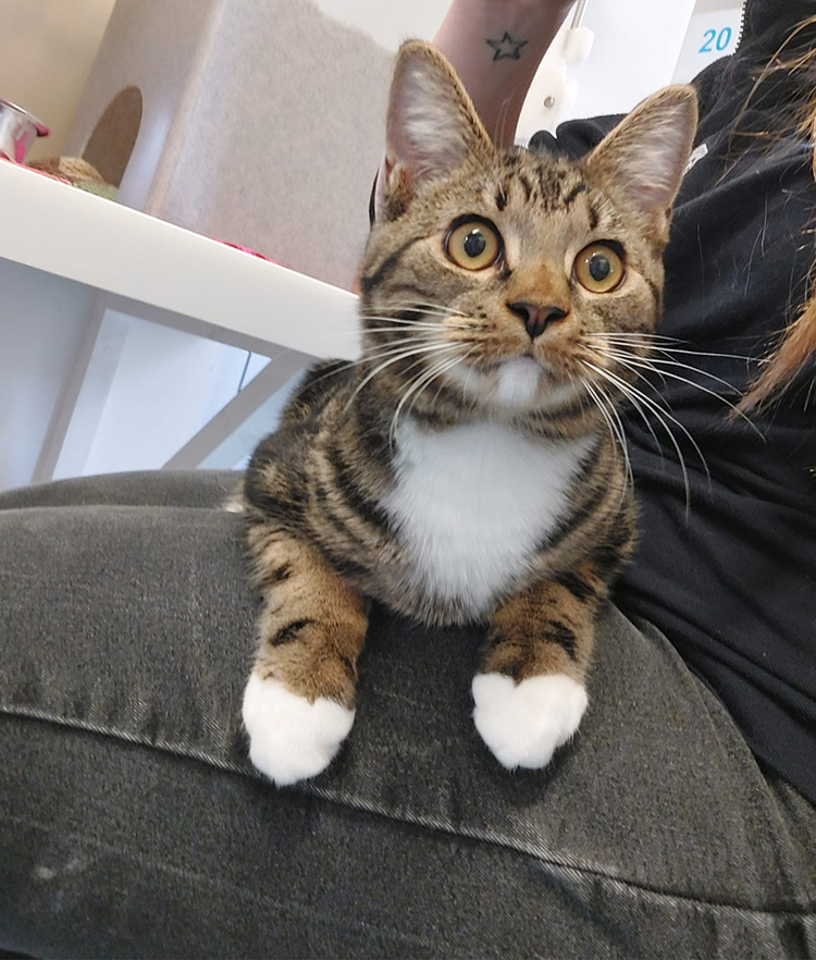 Mike the rescue cat having a lap cuddle in the cattery 