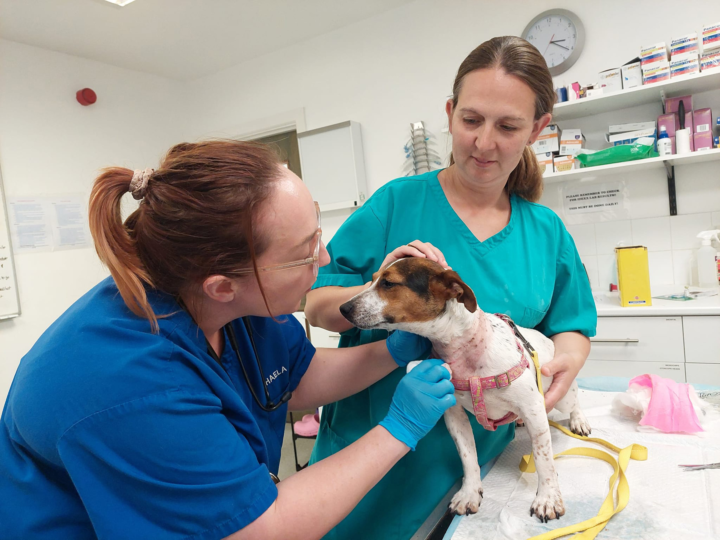 Vet and vet nurse tending to a dog with injuries 