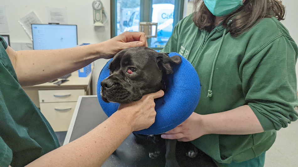 Dog with cherry eye in the vet suite at Bath Cats and Dogs Home 