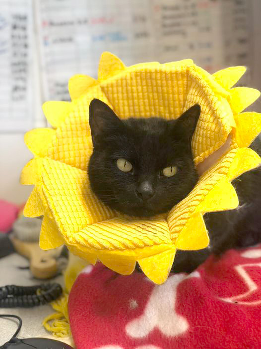 Black cat wearing a soft medical cone shaped like a sunflower 