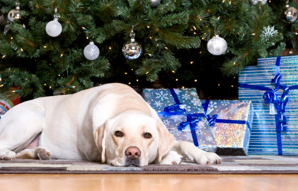 Labrador dog underneath a Christmas tree 
