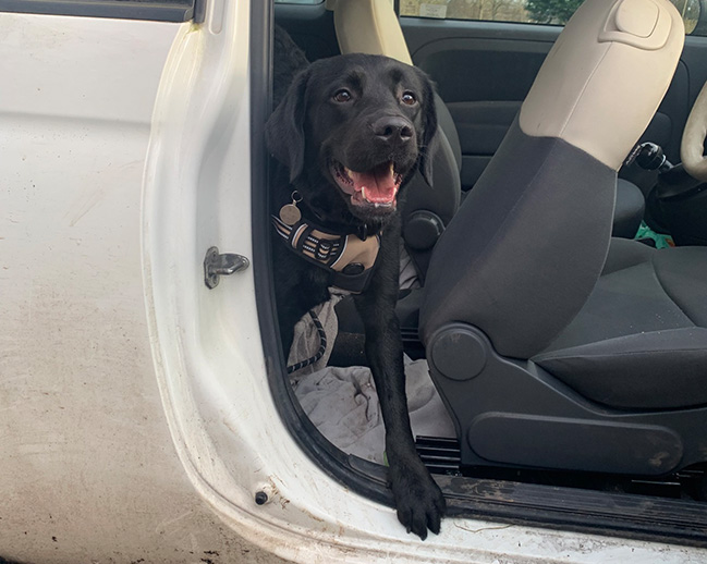 Hazel jumped straight into the car on adoption day 