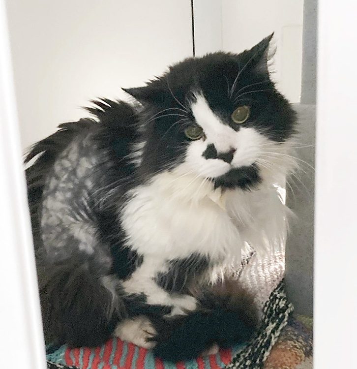 Rescue cat Viktor was a stressed and bedraggled cat when he first came in 