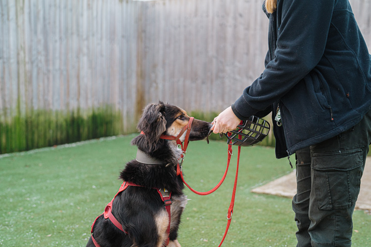 Ken having muzzle training as part of his rehabilitation programme 