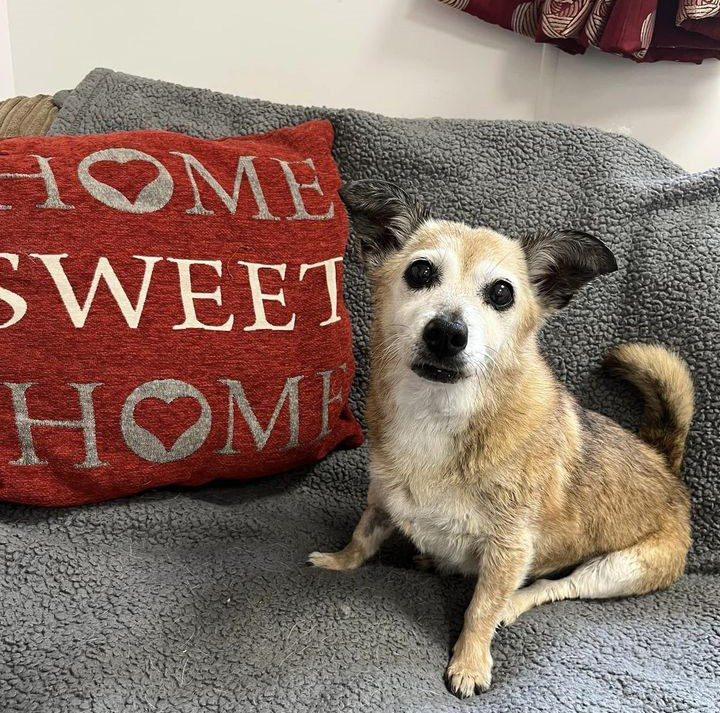 Little terrier rescue dog with a Home Sweet Home cushion 