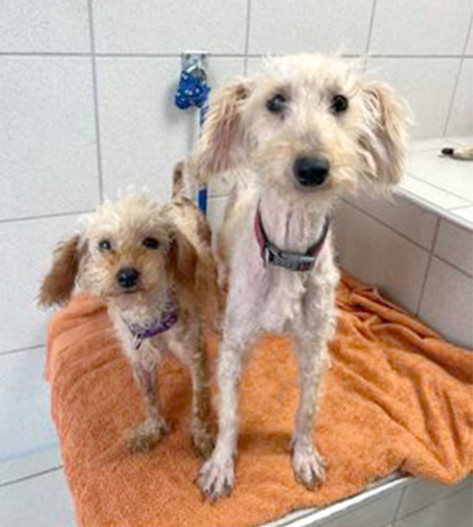 Poodles Barbie and Cindy in our grooming room 