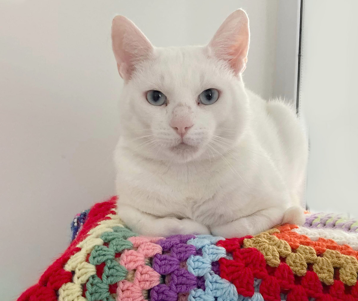 white cat in cattery_Albie keeping an eye on us in the cattery 