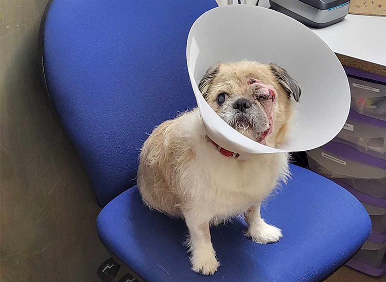 Mazzie in the recovery room waiting for pick up 