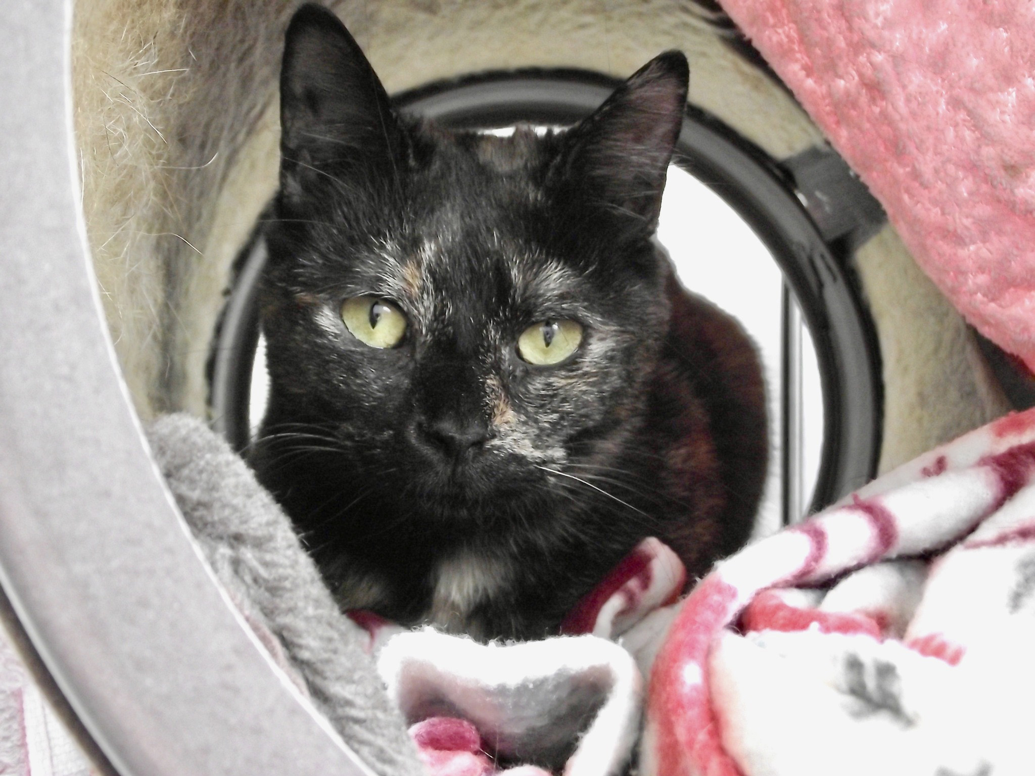 Dark tortoiseshell cat in a hidey bed 