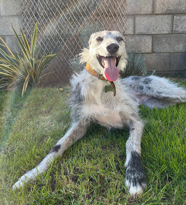 Lurcher Pepper happy in the garden of her adopted home 