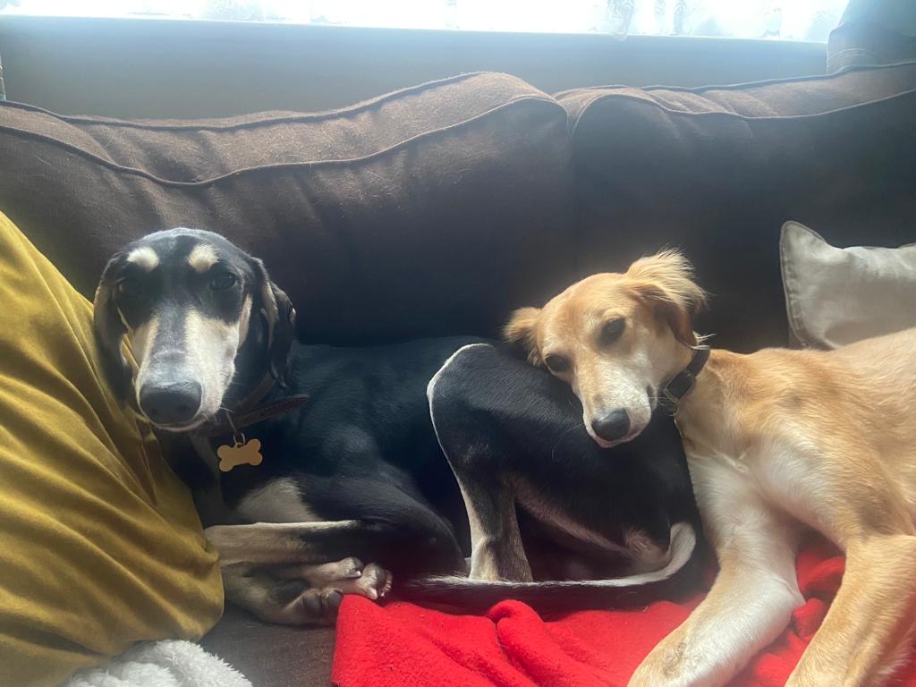 Adopted Lurchers Ted and Ivy on the sofa 
