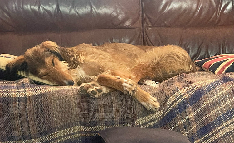 Adopted lurcher Norman asleep on the sofa 