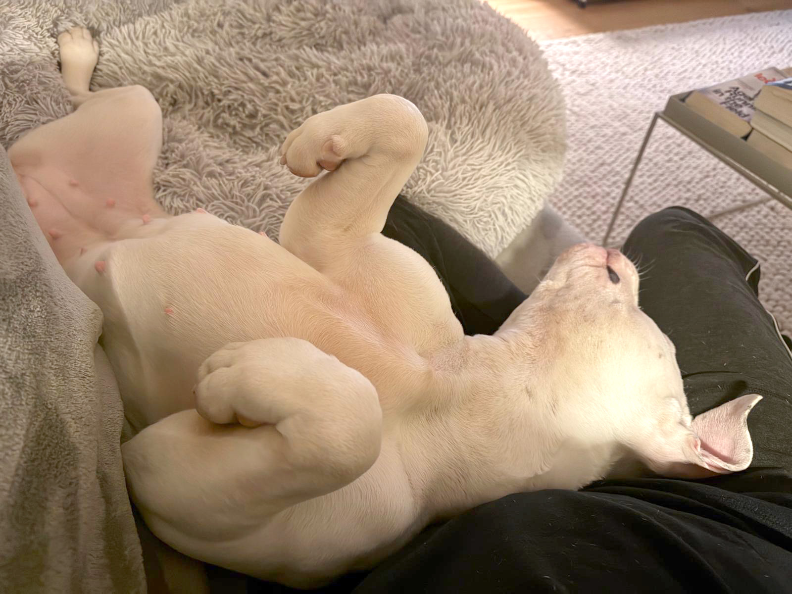 Kaya asleep in her foster home 