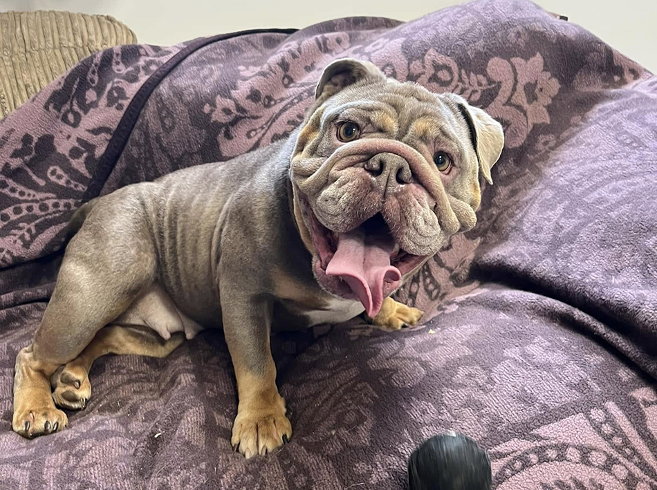Coco the British Bulldog at Bath Cats and Dogs Home 