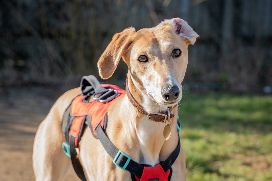 Stray lurcher Cinnamon looking at the camera 