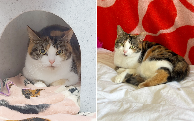 Trixie the cat, before and after 