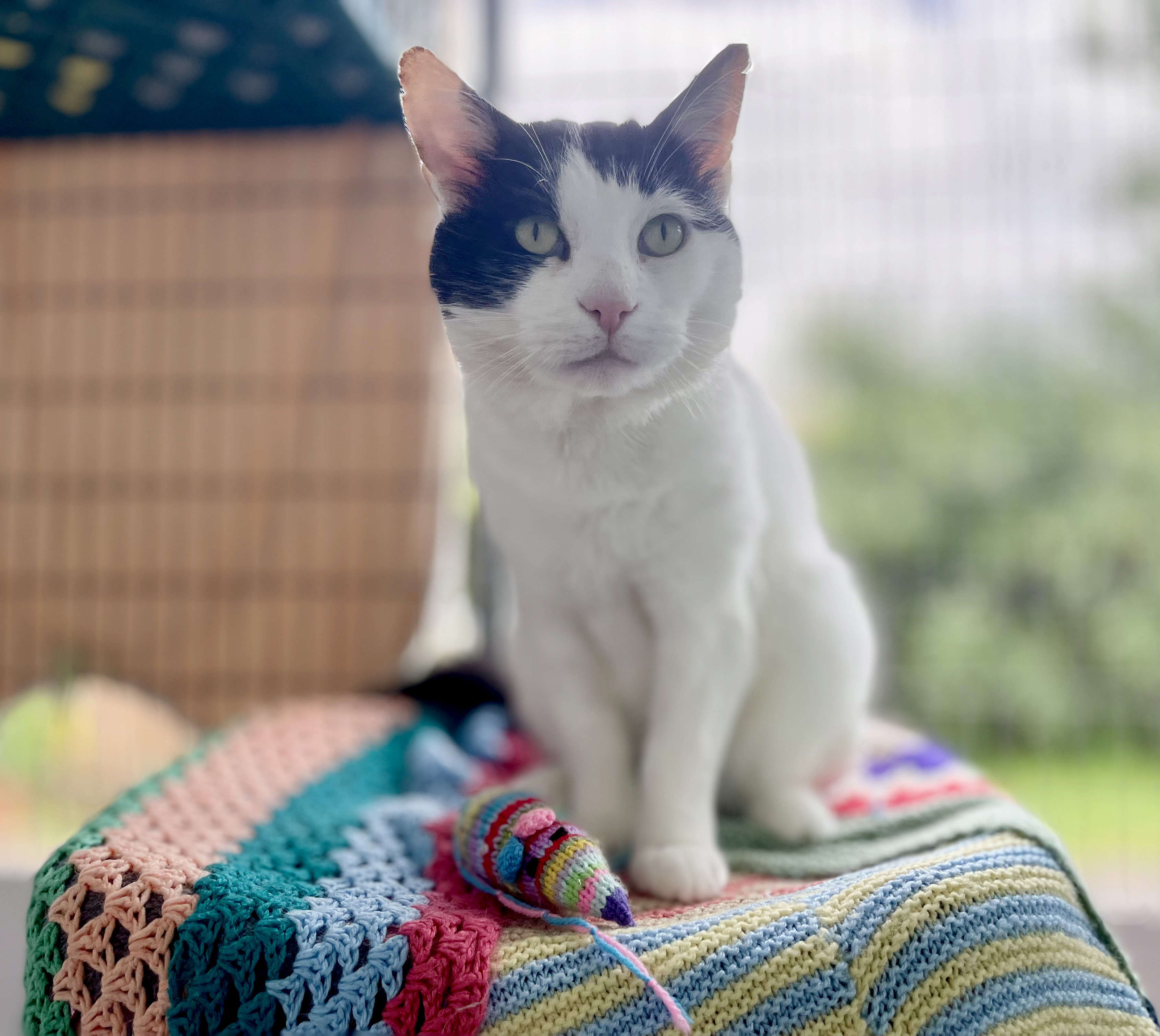 Black and white rescue cat on a multi-coloured blanket 