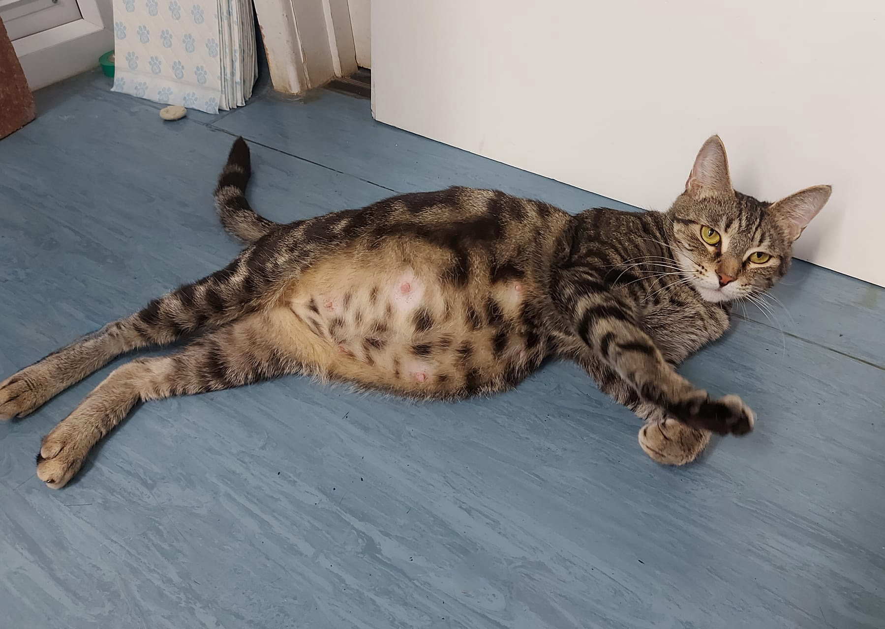 Pregnant tabby cat lying down showing her full belly 