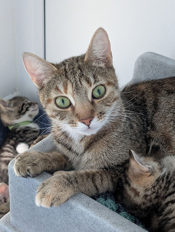 Rosalina tabby cat with six kittens in a cattery at BCDH 