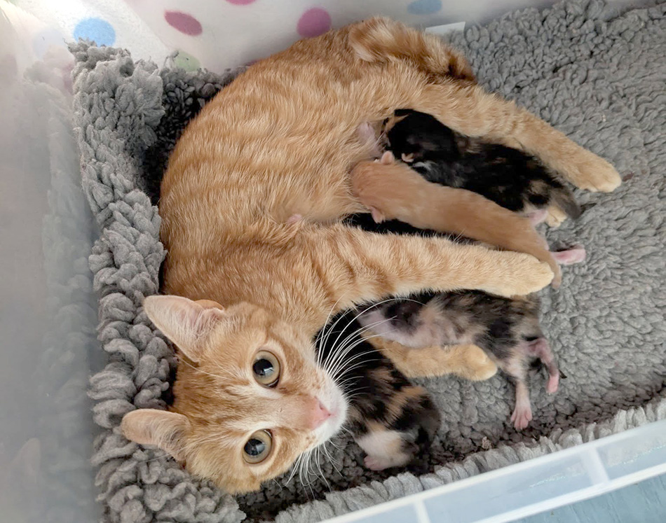 Ginger mum cat with young litter 