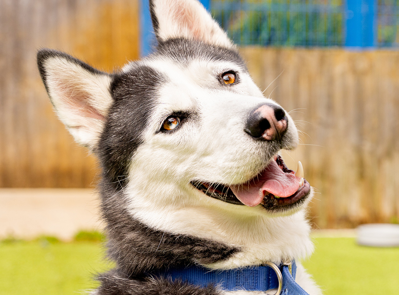 Close up of a husky type  dog smiling to camera 