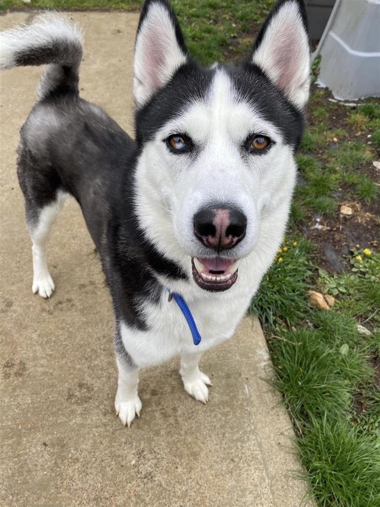 Siberian Husky 