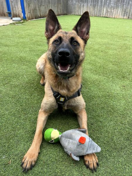Abbie the Belgian Shepherd with a toy 