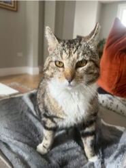 FIV-positive stray cat Bobbin in a foster home environment 