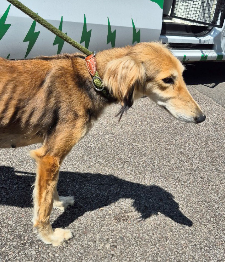 Skinny lurcher dog outside a dog warden van 