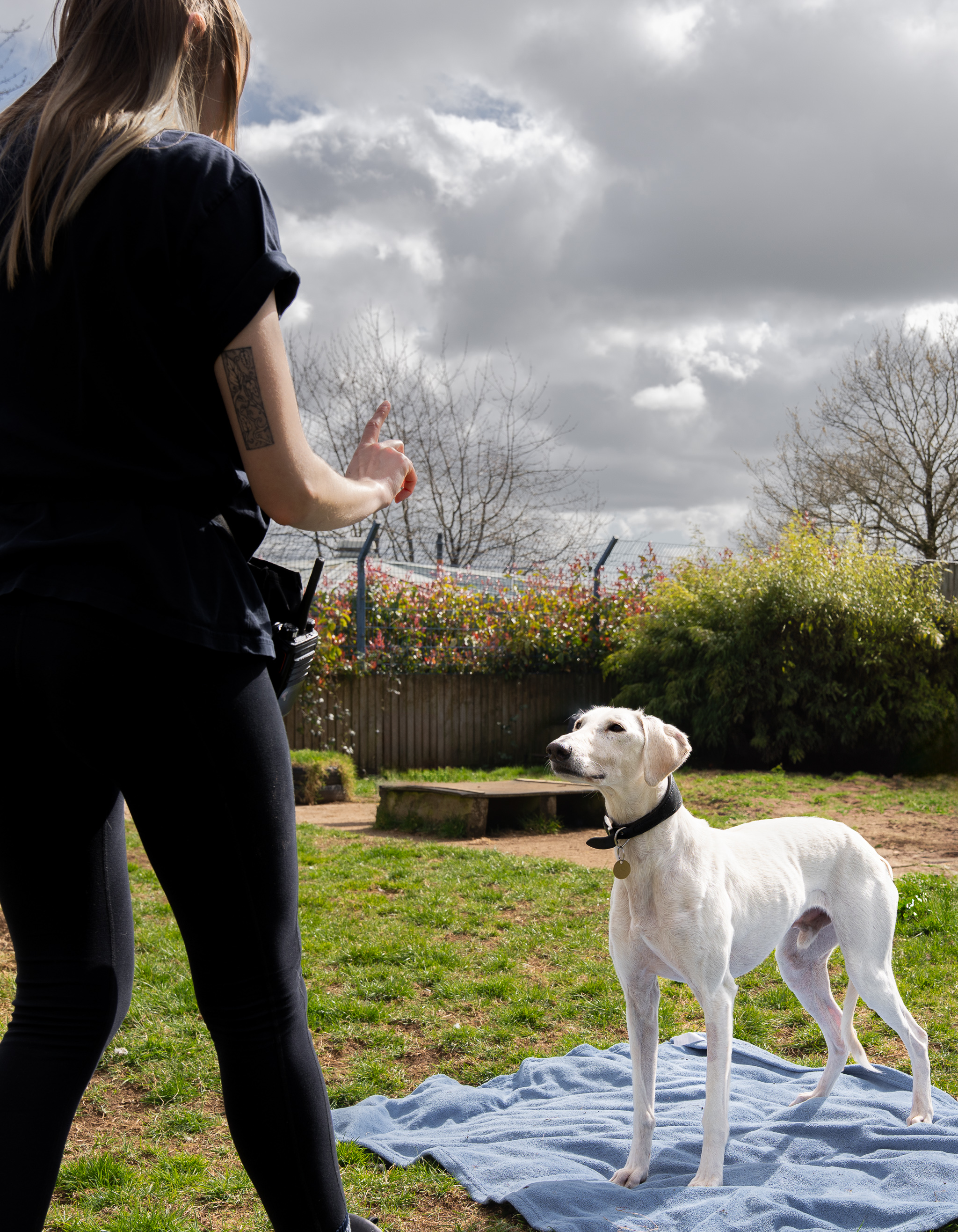 Behaviour team member with attentive dog 