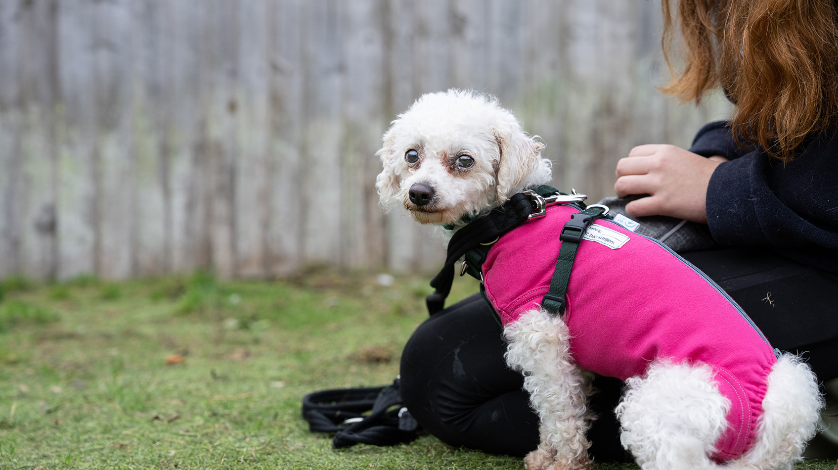 Small poodle type dog sitting close to her carer 
