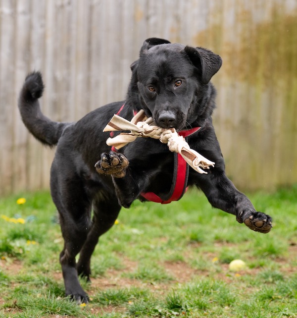 Dog playing with toy 