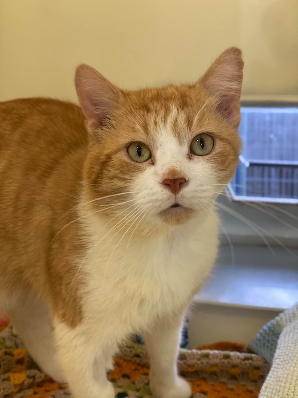 Stray cat in cattery 