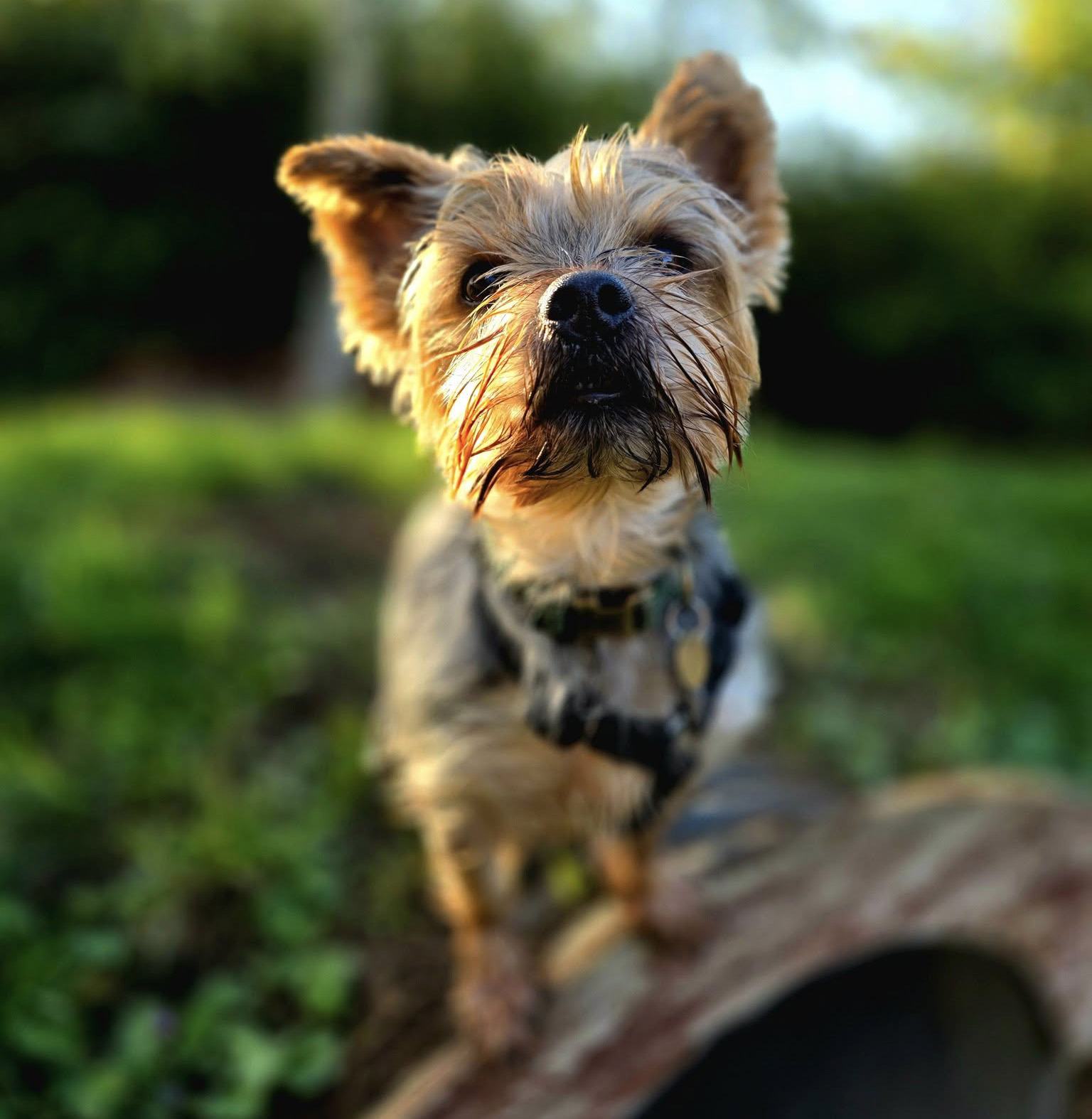 Yorkshire terrier dog looking at camera in golden light 