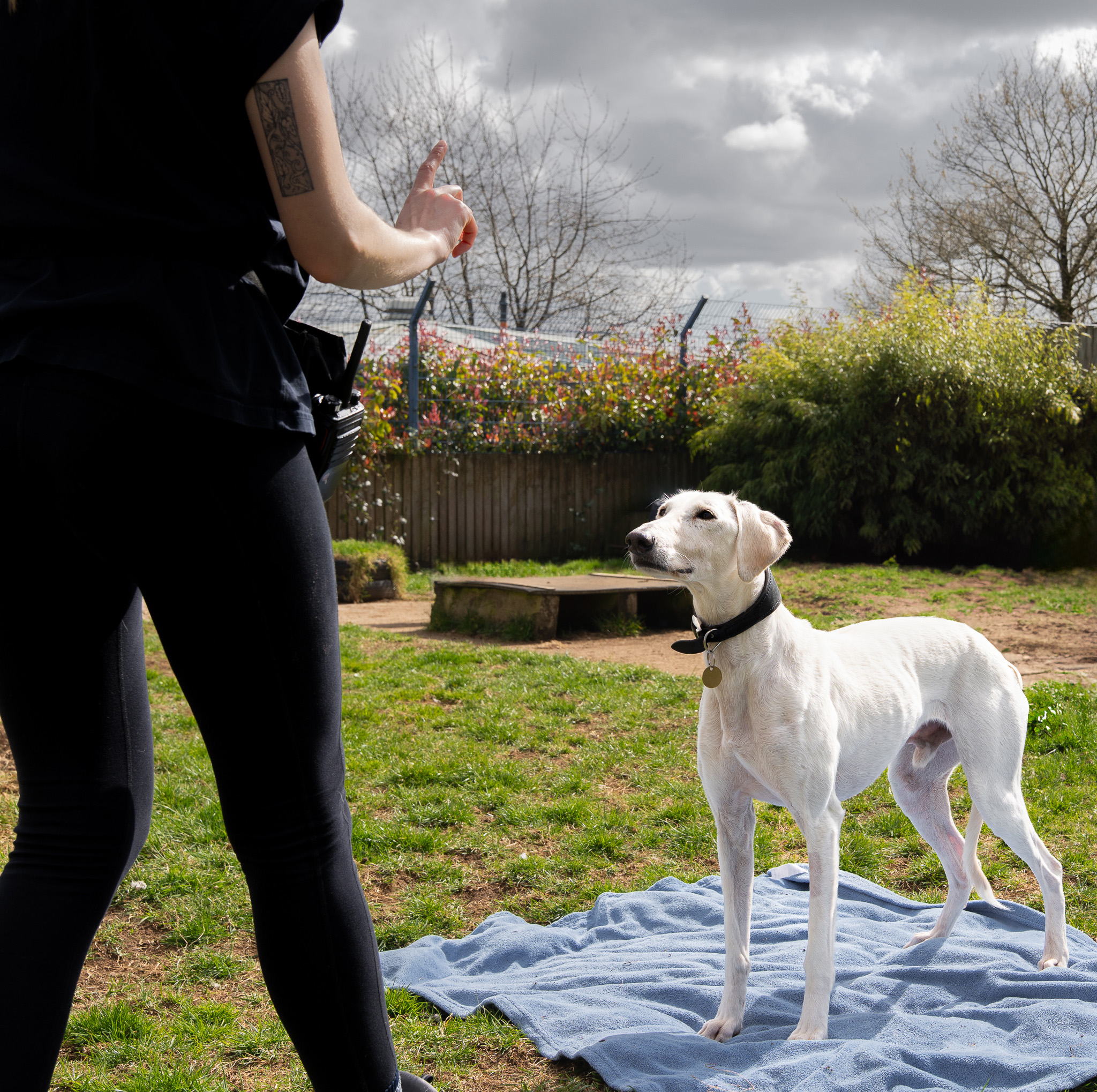 Behaviour team member with attentive dog 