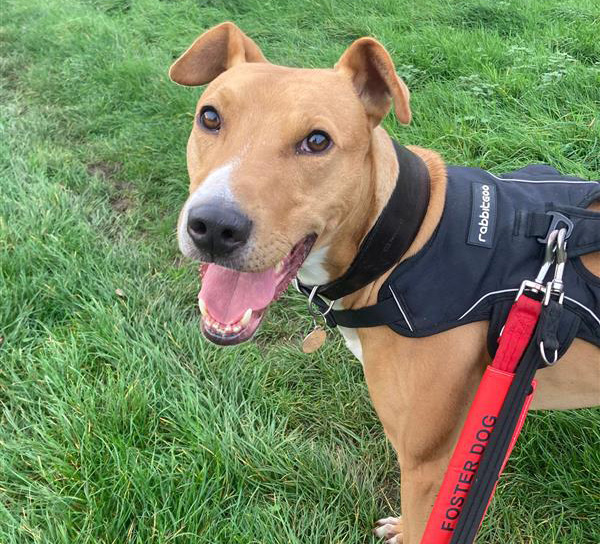 Tan and white dog with harness, looking at camera with relaxed smile 