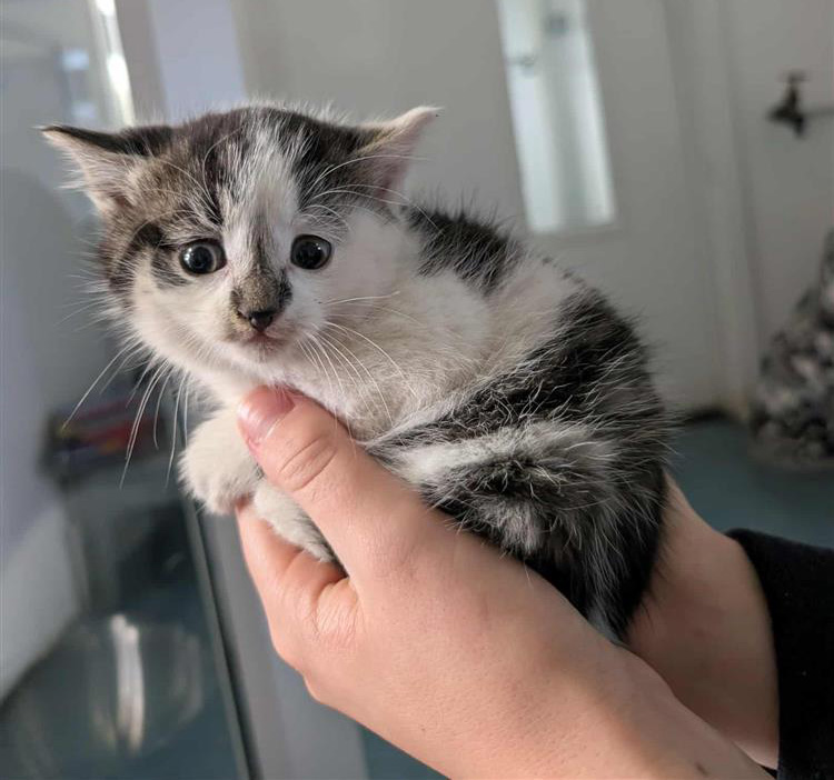 Kitten with flattened ears looking scared 