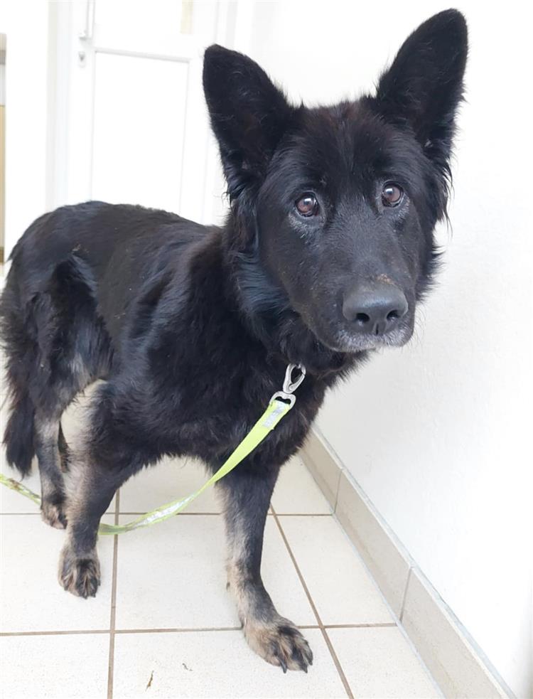 scared black german shepherd in a kennel 