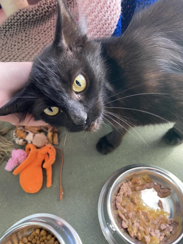 Skinny black cat having an ear tickle 