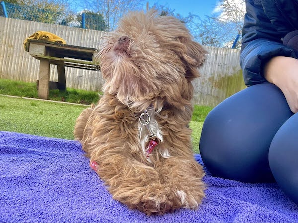 Shih Tzu in paddock at BCDH 