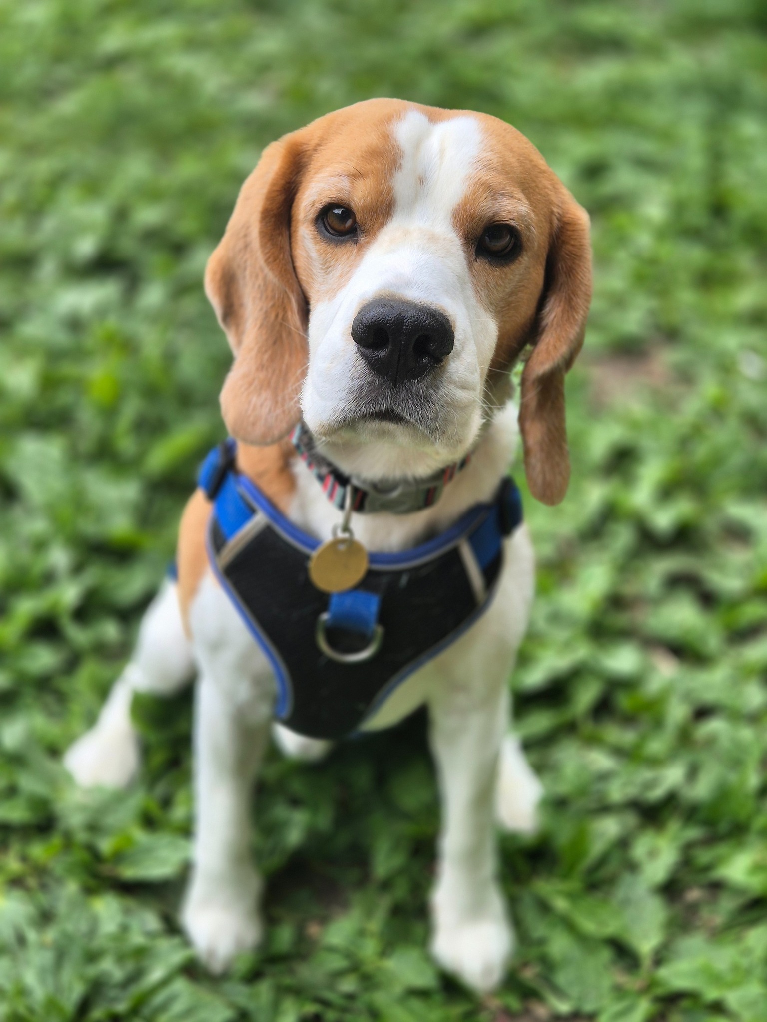 Beagle called Frankie 