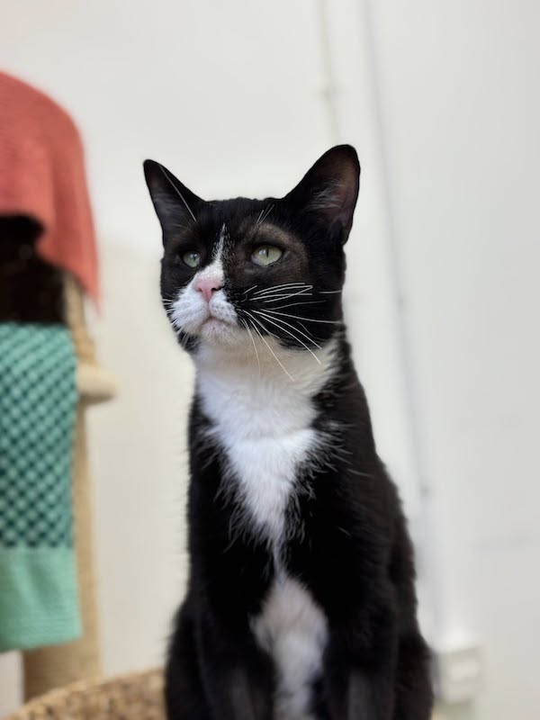 Black & white cat with painful eye condition 