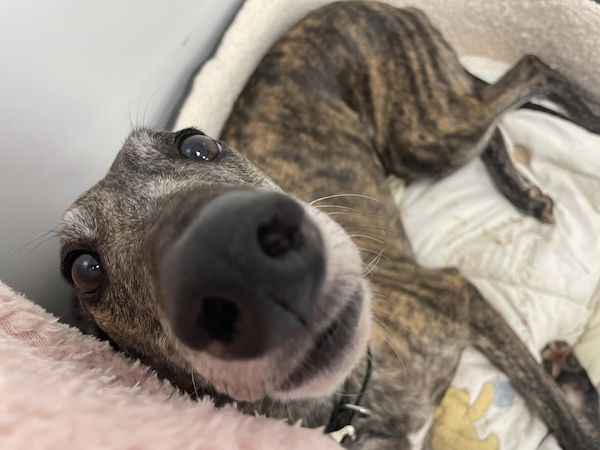 Greyhound Serenity 
