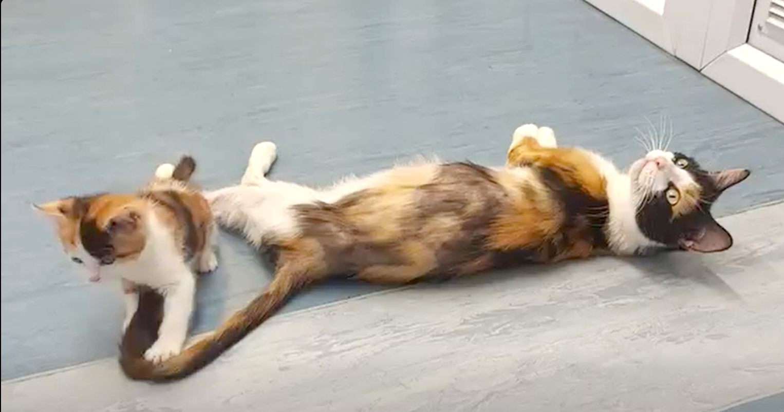 Tortie cat laying on her side, with kitten playing with her tail. You can see she has thin fur 