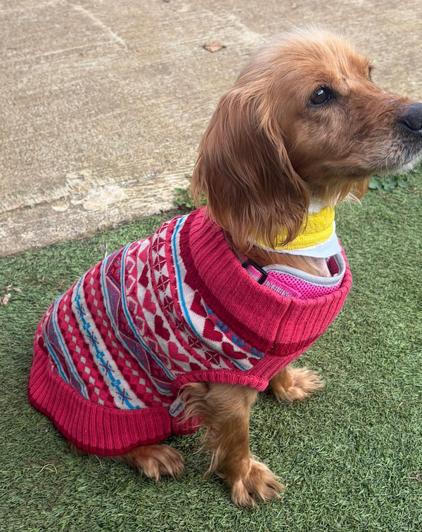 Cocker Spaniel rescued 
