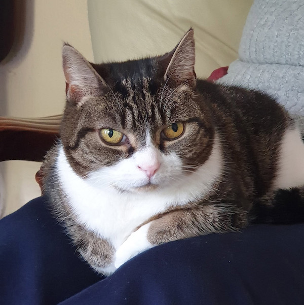 Nervous cat fostered and adopted 