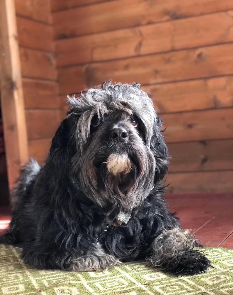 Mani the Cockapoo during his early days at Bath Cats and Dogs Home 